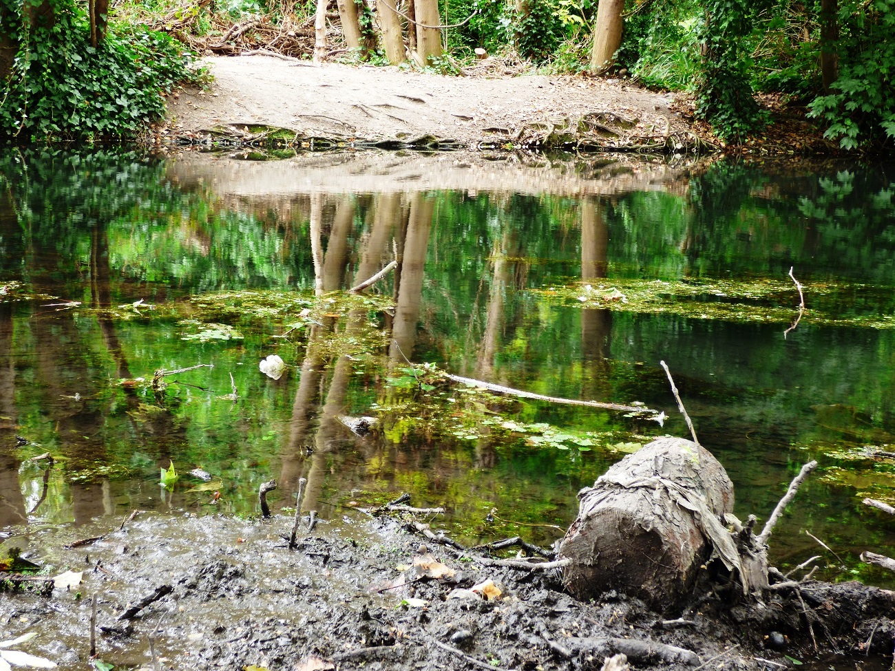 20160810_Borough-of-Sutton_Wilderness-Island_Reflected-angles