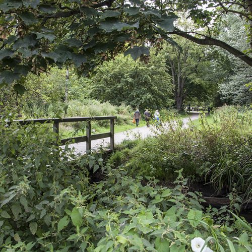 20160810_Merton_Morden-Hall-Park_Lush-summer-vegetation