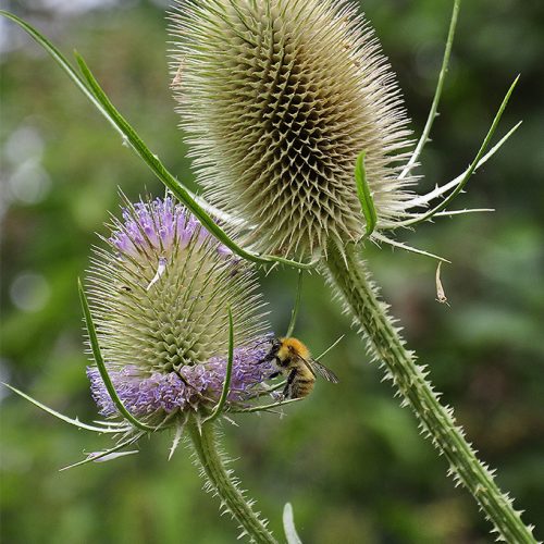 20160810_Merton_Watermeads-Nature-Reserve_Busy-bee