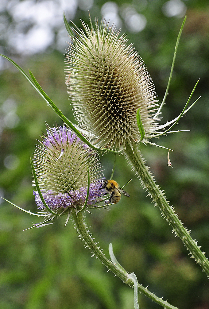 20160810_Merton_Watermeads-Nature-Reserve_Busy-bee