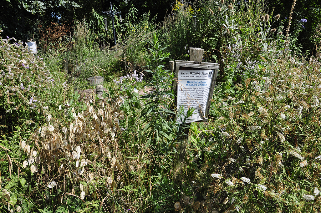 20160817_Havering_Bedfords-Park-_-Wildlife-Garden