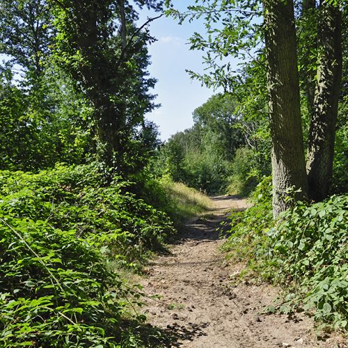 20160817_Havering_Havering-Country-Park-_Path-to-Dell-Pond