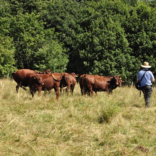20160817_Havering_Havering-Country-Park_-Cows-in-conservation-grazing-meadows