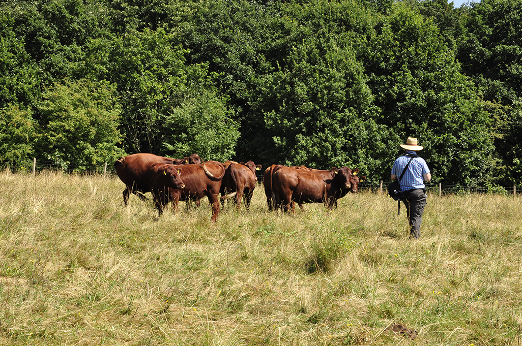 20160817_Havering_Havering-Country-Park_-Cows-in-conservation-grazing-meadows