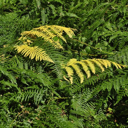 20160817_Havering_Havering-Country-Park_-Fern