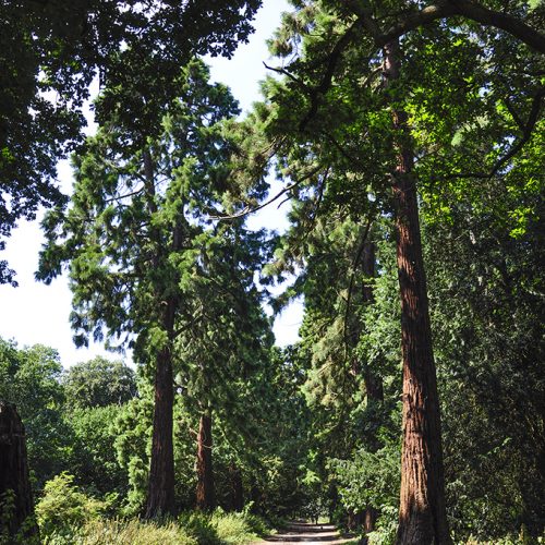 20160817_Havering_Havering-Country-Park_-Redwood-trees-2