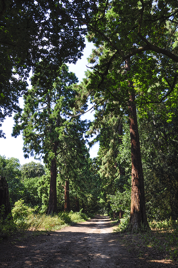 20160817_Havering_Havering-Country-Park_-Redwood-trees-2