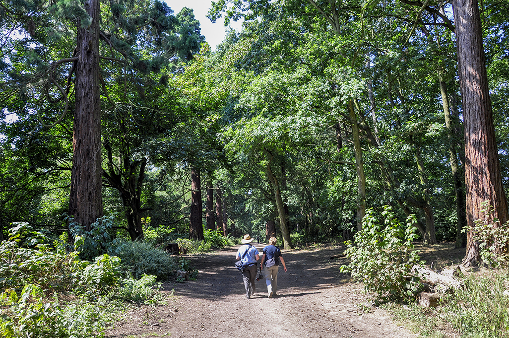 20160817_Havering_Havering-Country-Park_-Wellingtonia-Avenue