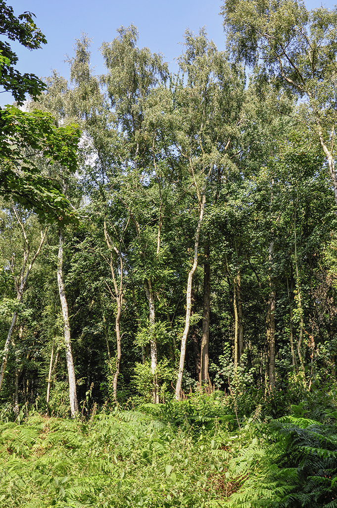 20160817_Havering_Havering-Country-Park_Birch-trees
