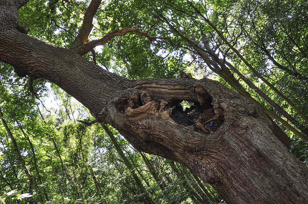 20160817_Havering_Havering-Country-Park_Oak-tree