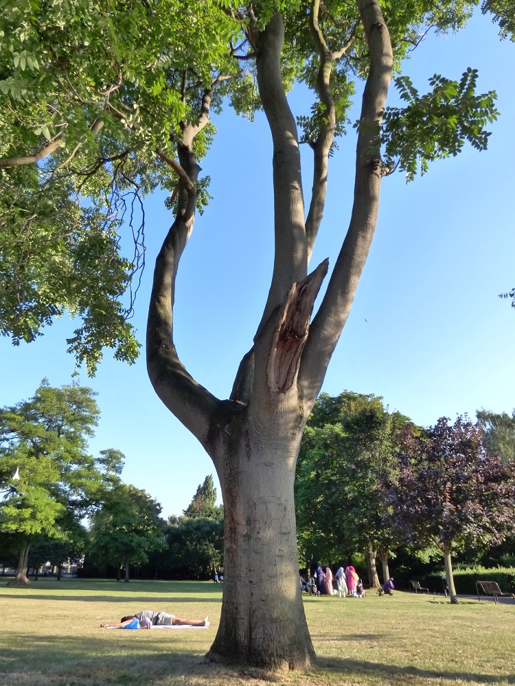 20160817_Tower-Hamlets_King-Edward-VII-Memorial-Park_Favourite-Tree