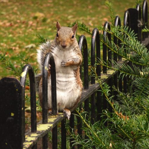 20160820_Tower-Hamlets_Bethnal-Green-Gardens_Squirrel-on-the-railings