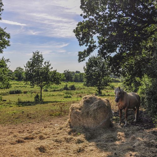 20160824_Barnet_Path-to-Calvert-Rd-_Horse-and-hay