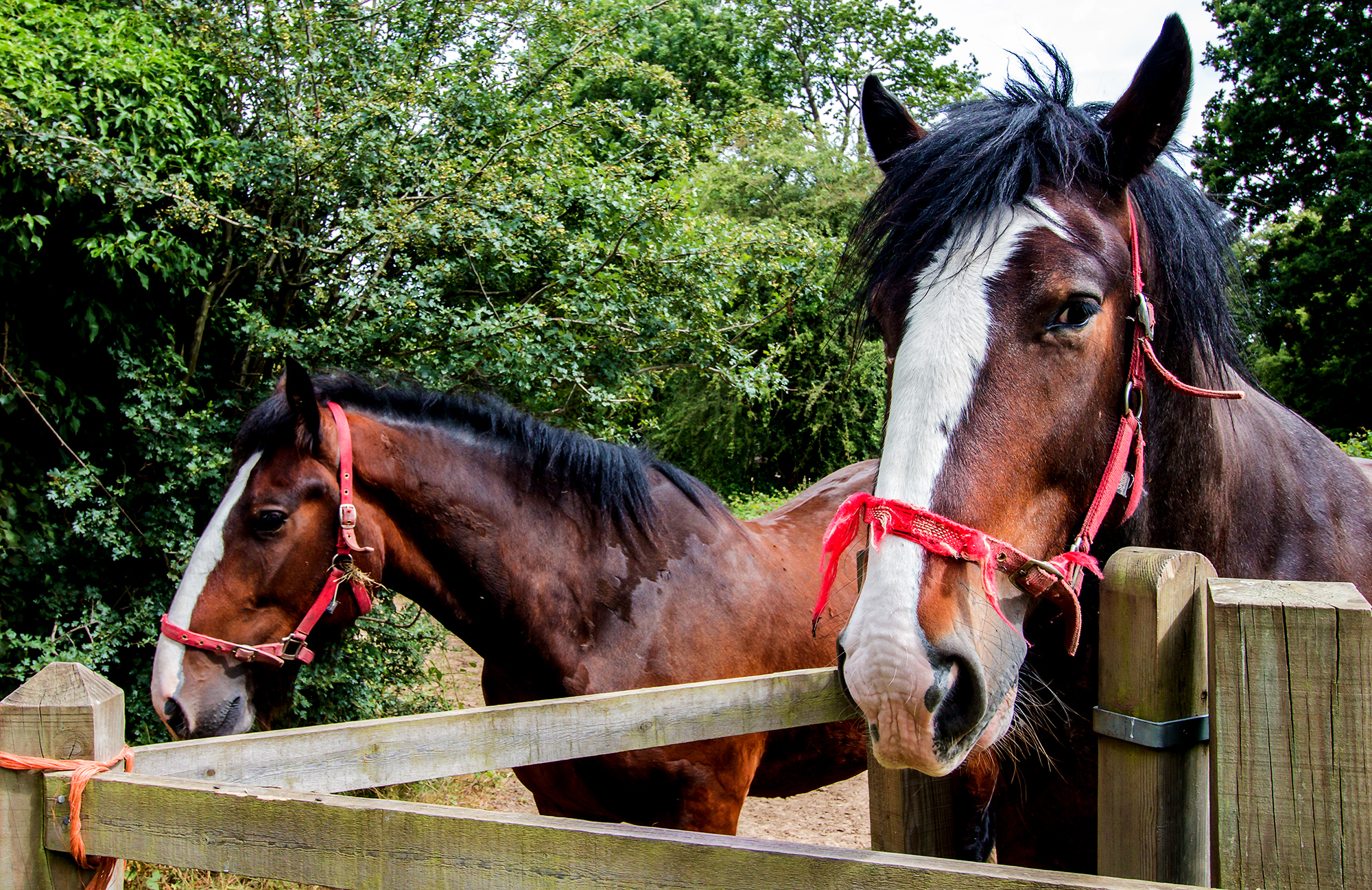 5755-Two-horses-jamming-the-gate-on-the-footpath-Very-pleased-to-see-us