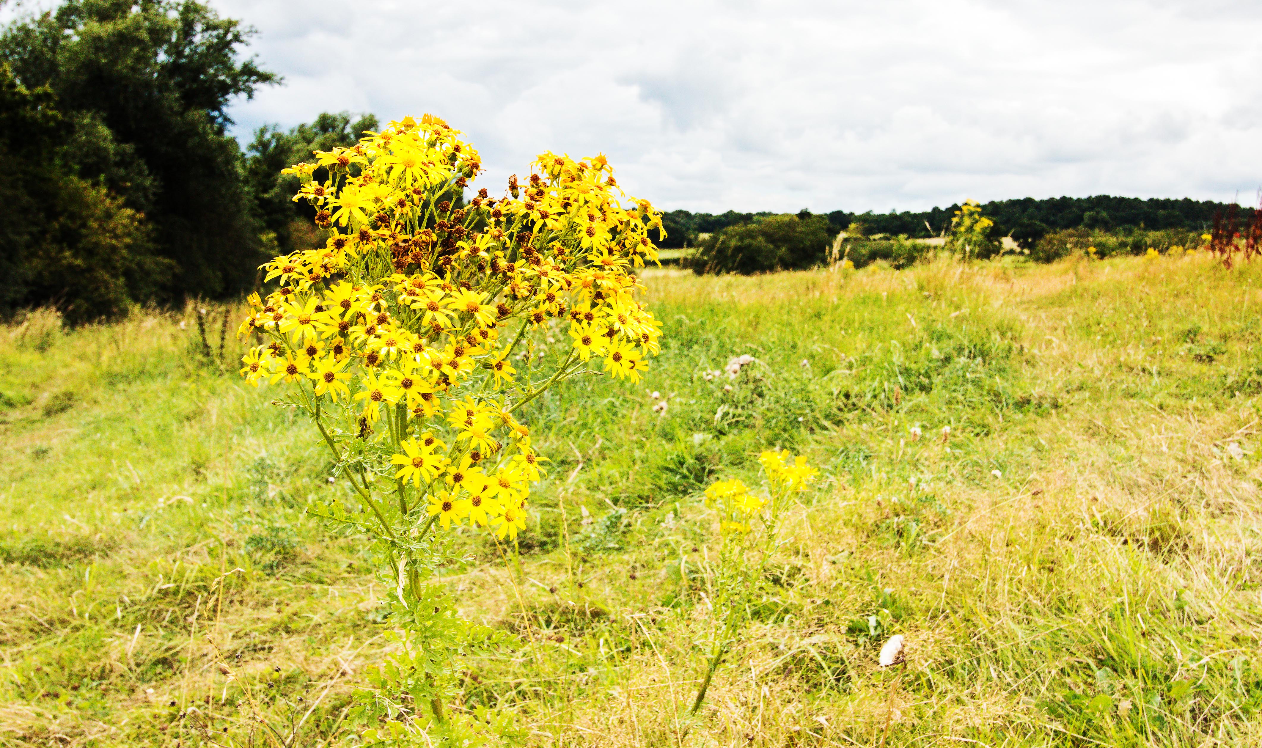 5759-yellow-flower-in-field