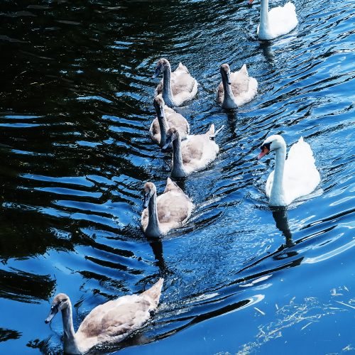 5790-swan-family-on-grand-union