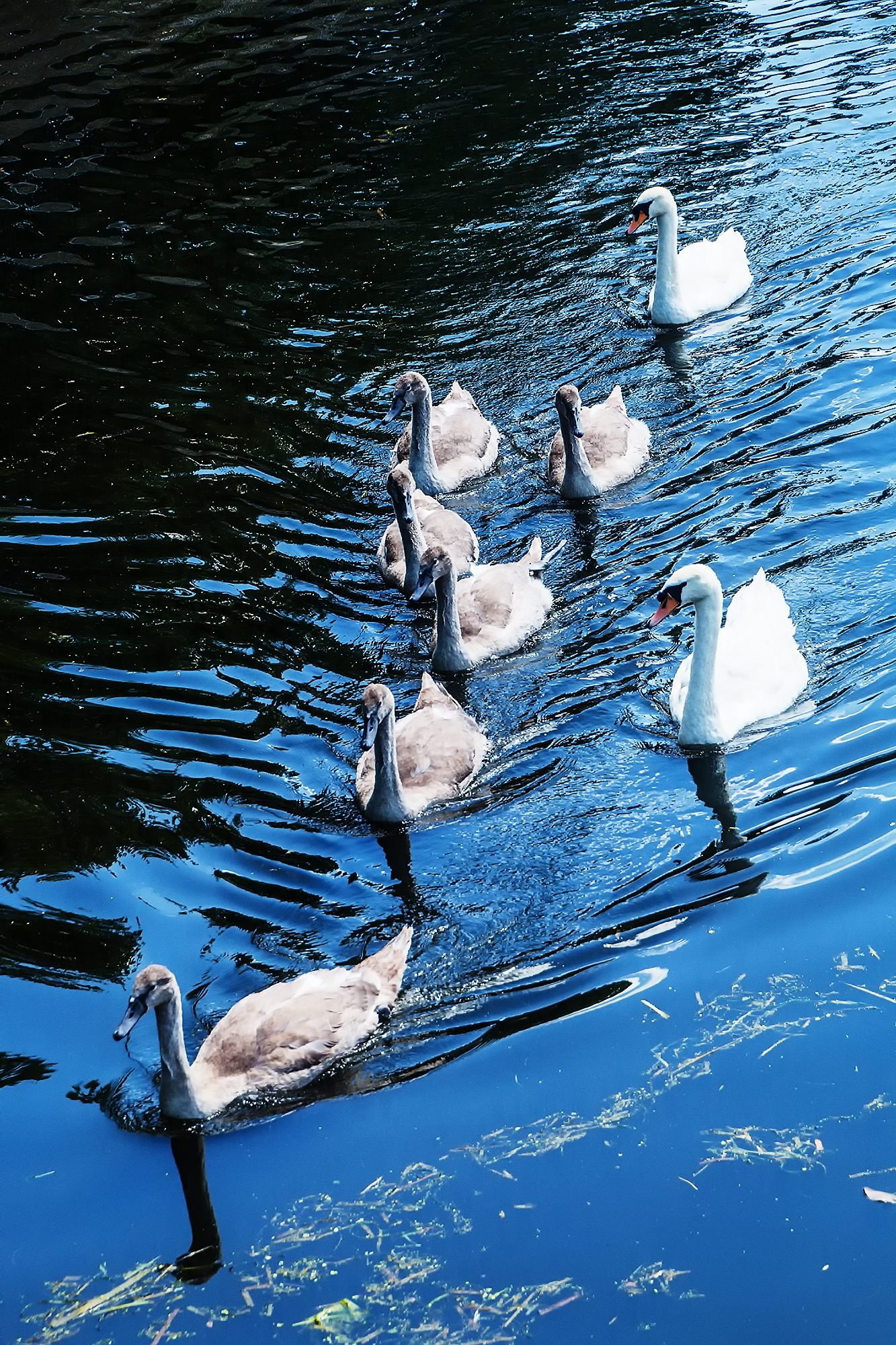 5790-swan-family-on-grand-union