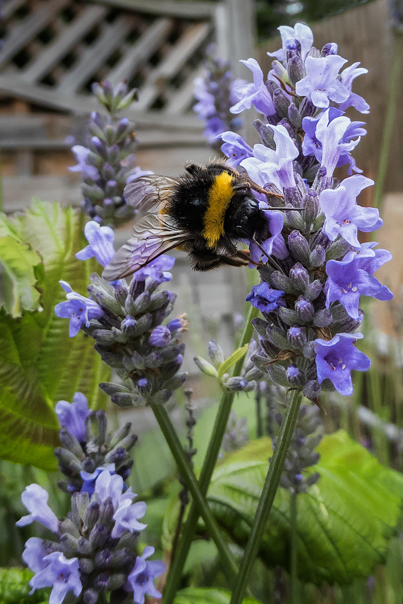 Bee-Gathering-Pollen