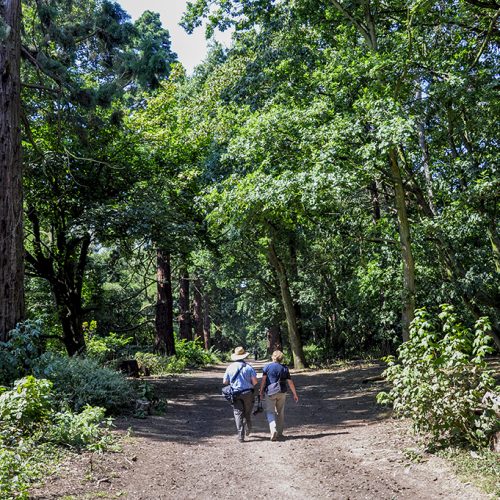 Havering Country Park-Redwood trees (RM14 )small