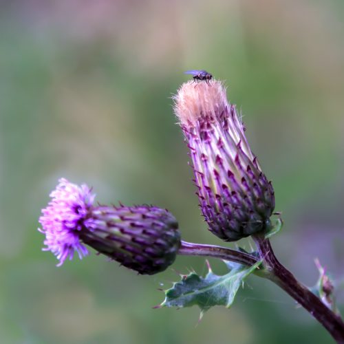Thistle-and-fly