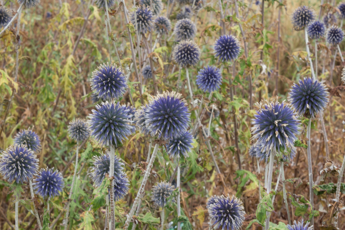 Thistles