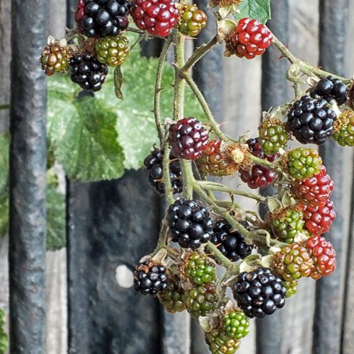 bl2-blackberries-august-DSCF9412