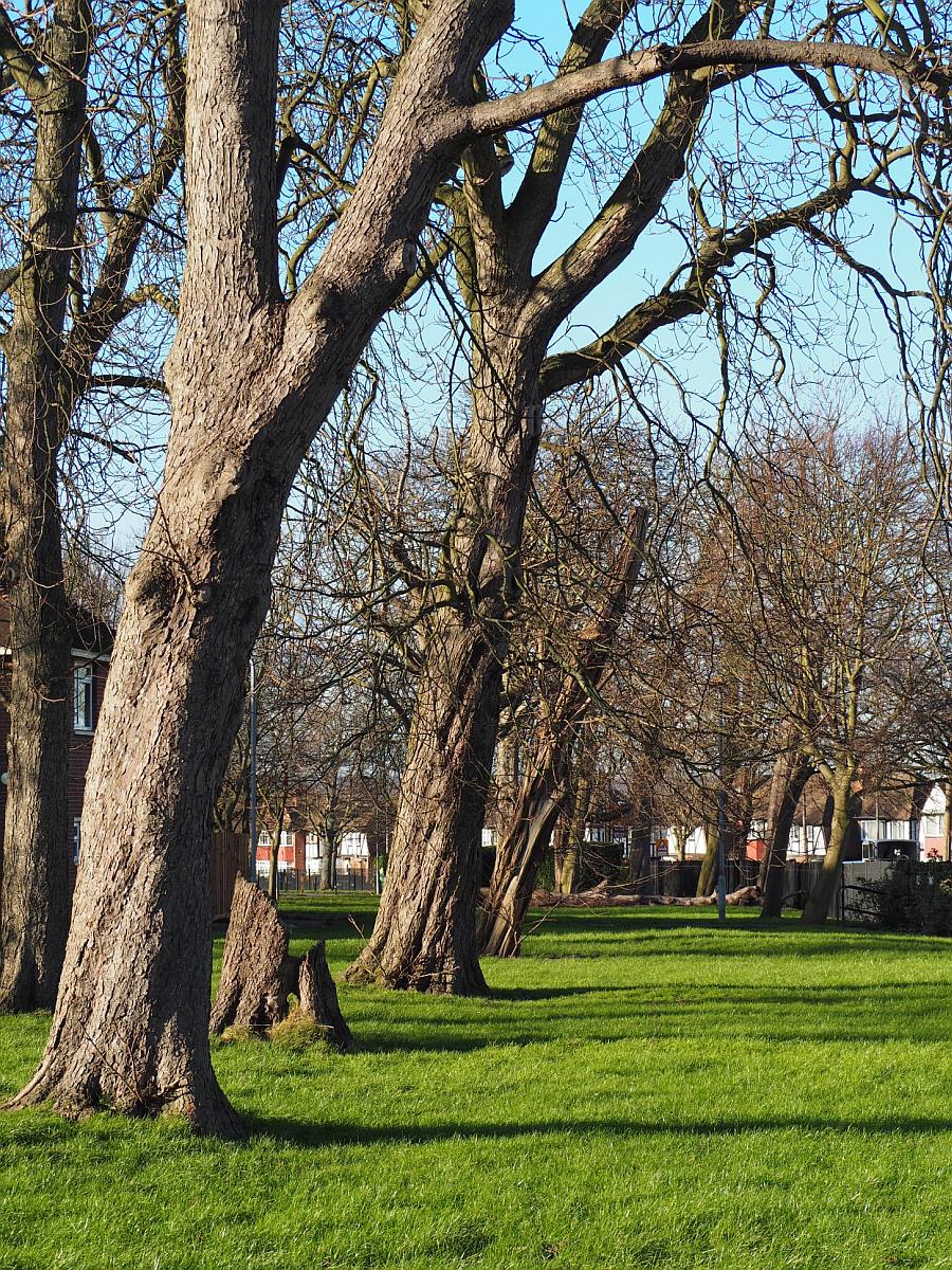 st-georges-playing-fields-P1150033