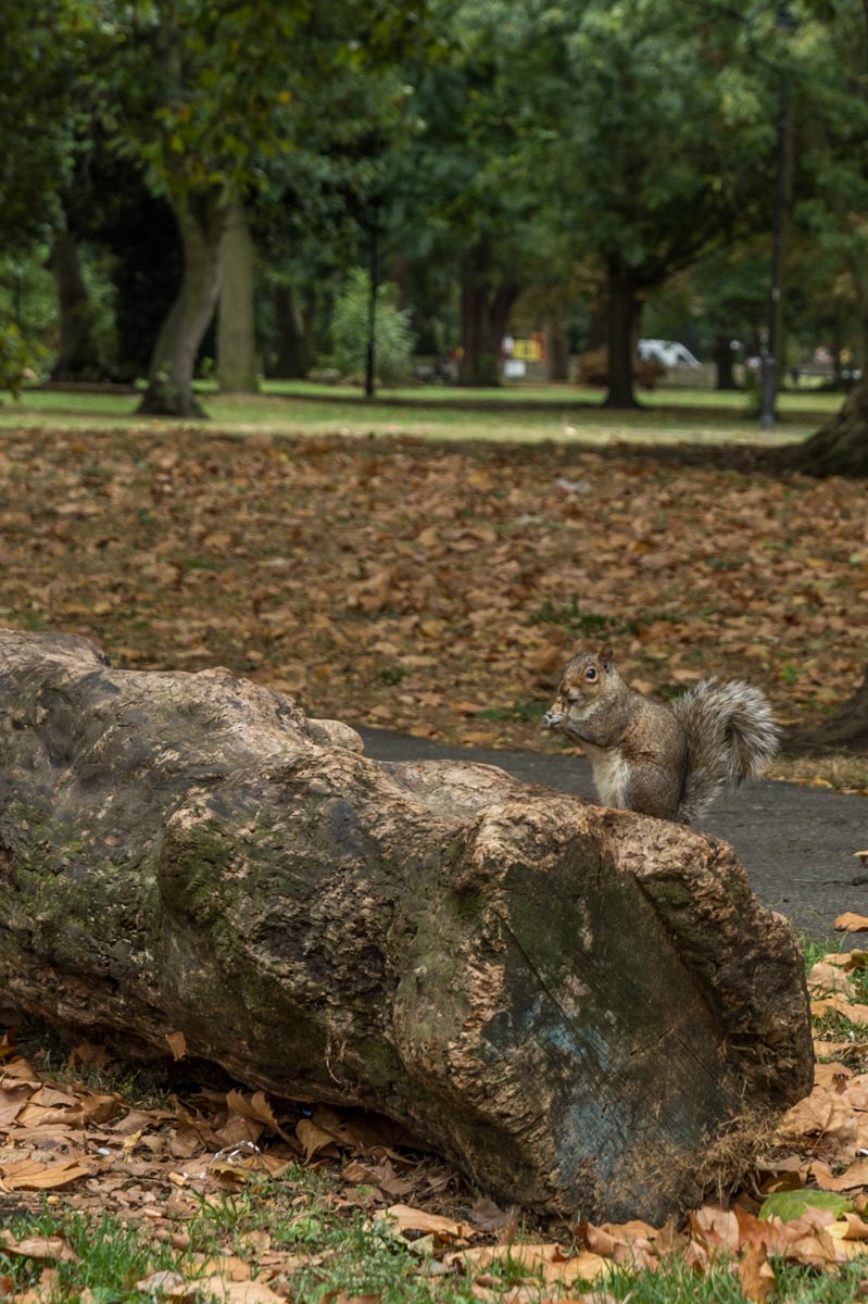 160917_Lambeth_Brixton_Rush-Common-Squirrel