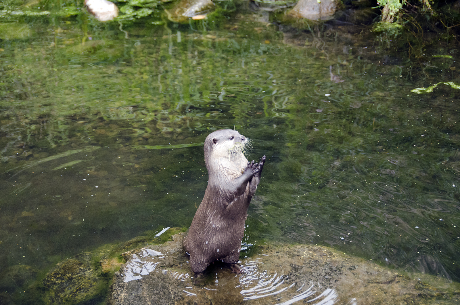 2016-09-02-Richmond_Barnes-Wetland-Centre_Autumn_Fauna-Otter-Applauding