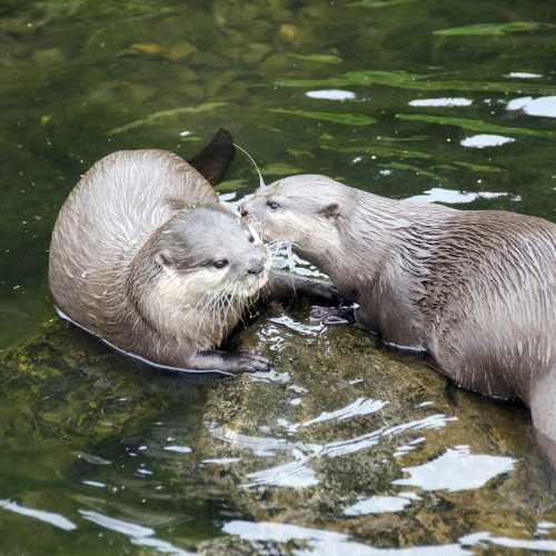 2016-09-02-Richmond_Barnes-Wetlands-Centre_Fauna_Autumn-Otters-interacting