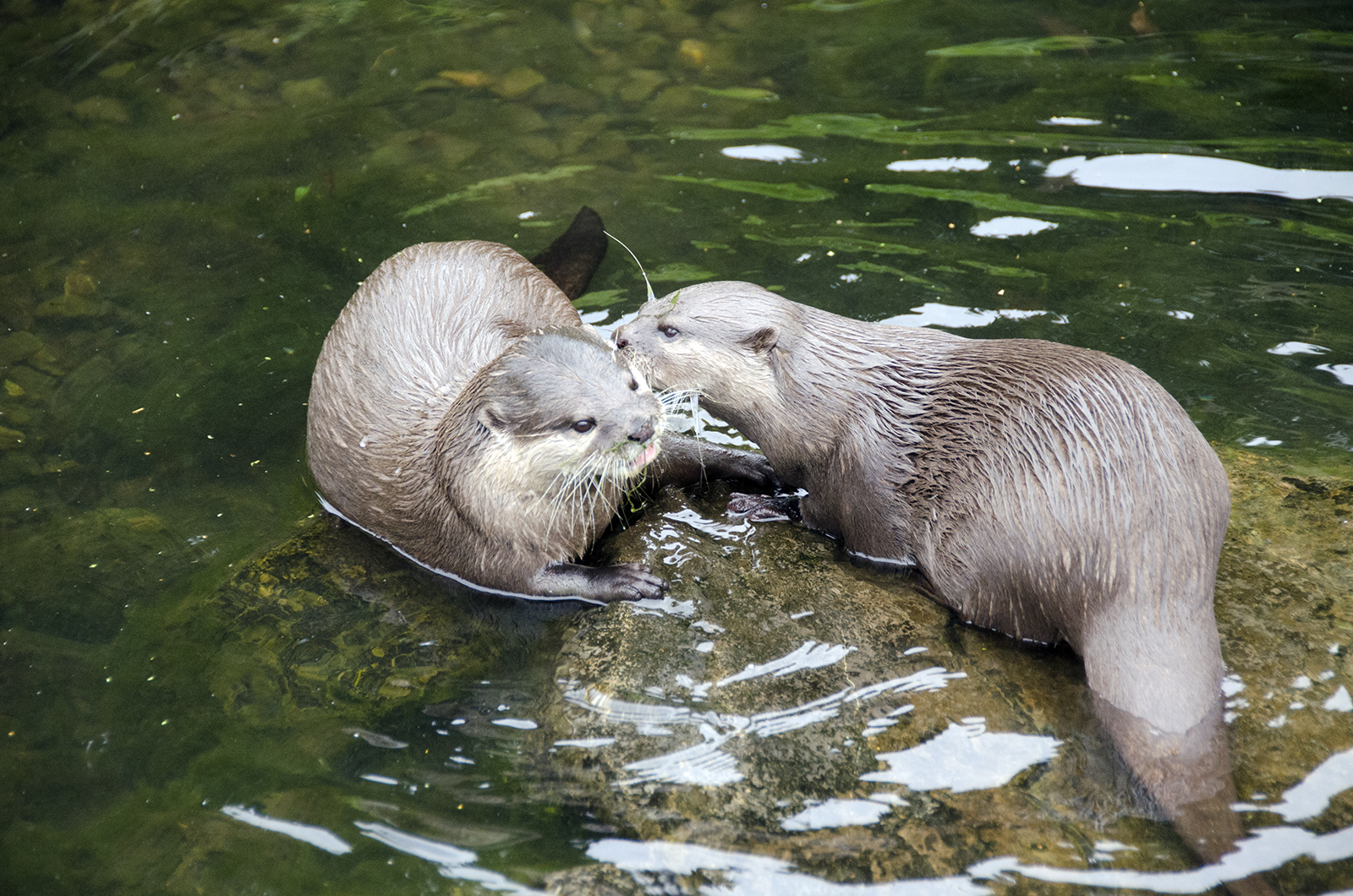 2016-09-02-Richmond_Barnes-Wetlands-Centre_Fauna_Autumn-Otters-interacting