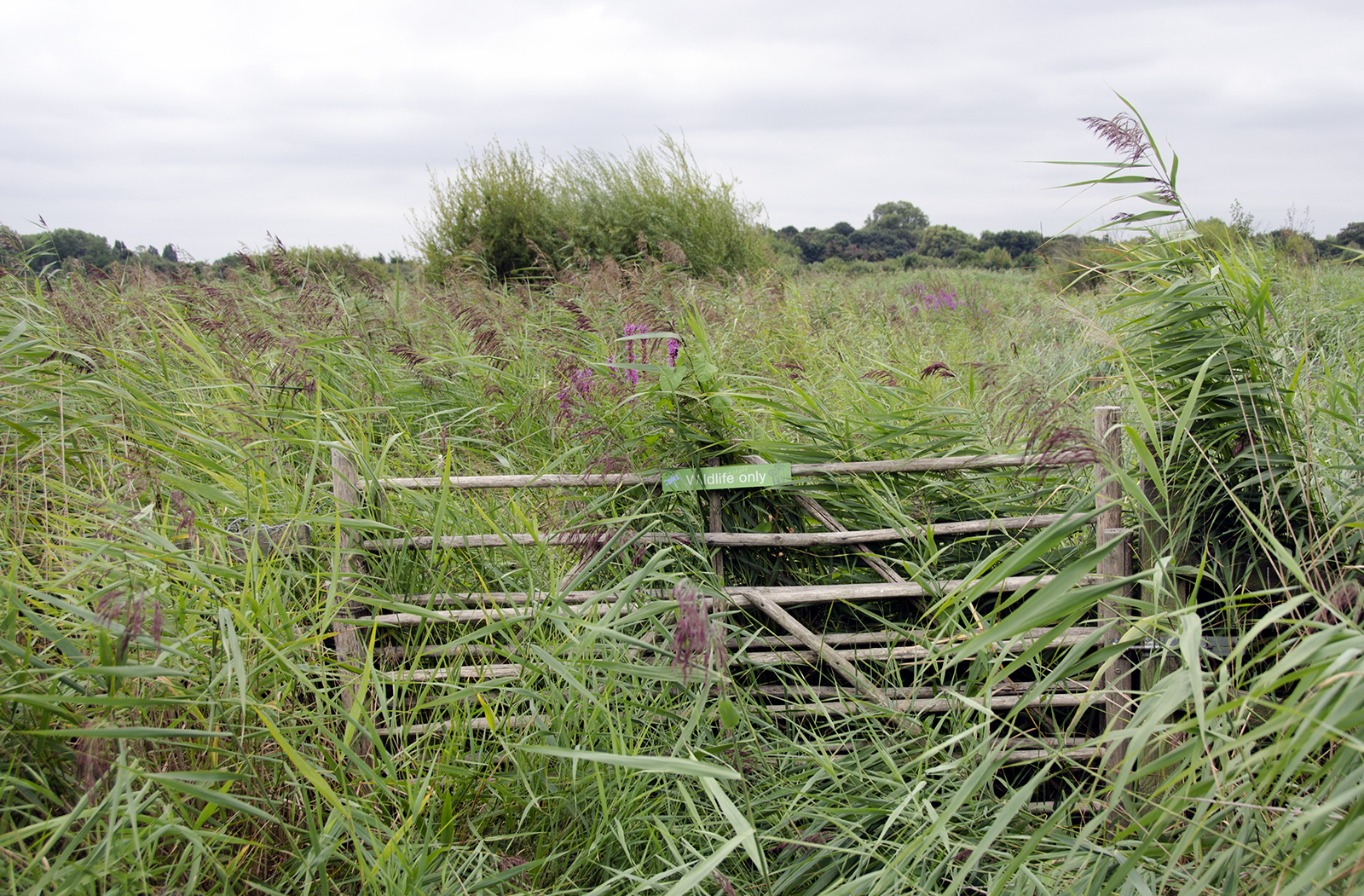 2016-09-02-Richmond_Barnes-Wetlands-Centre_Landscape_Autumn-Nature-takes-over