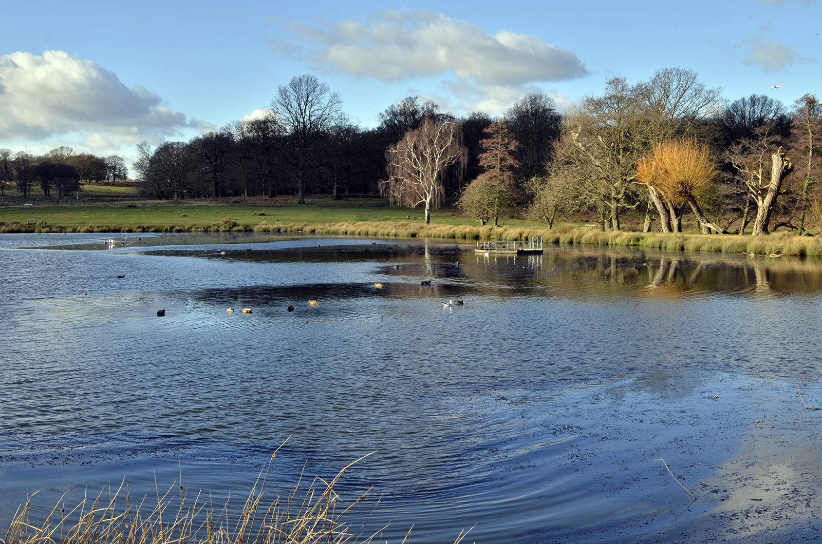 20160115 Richmond Park Pen Ponds Blue