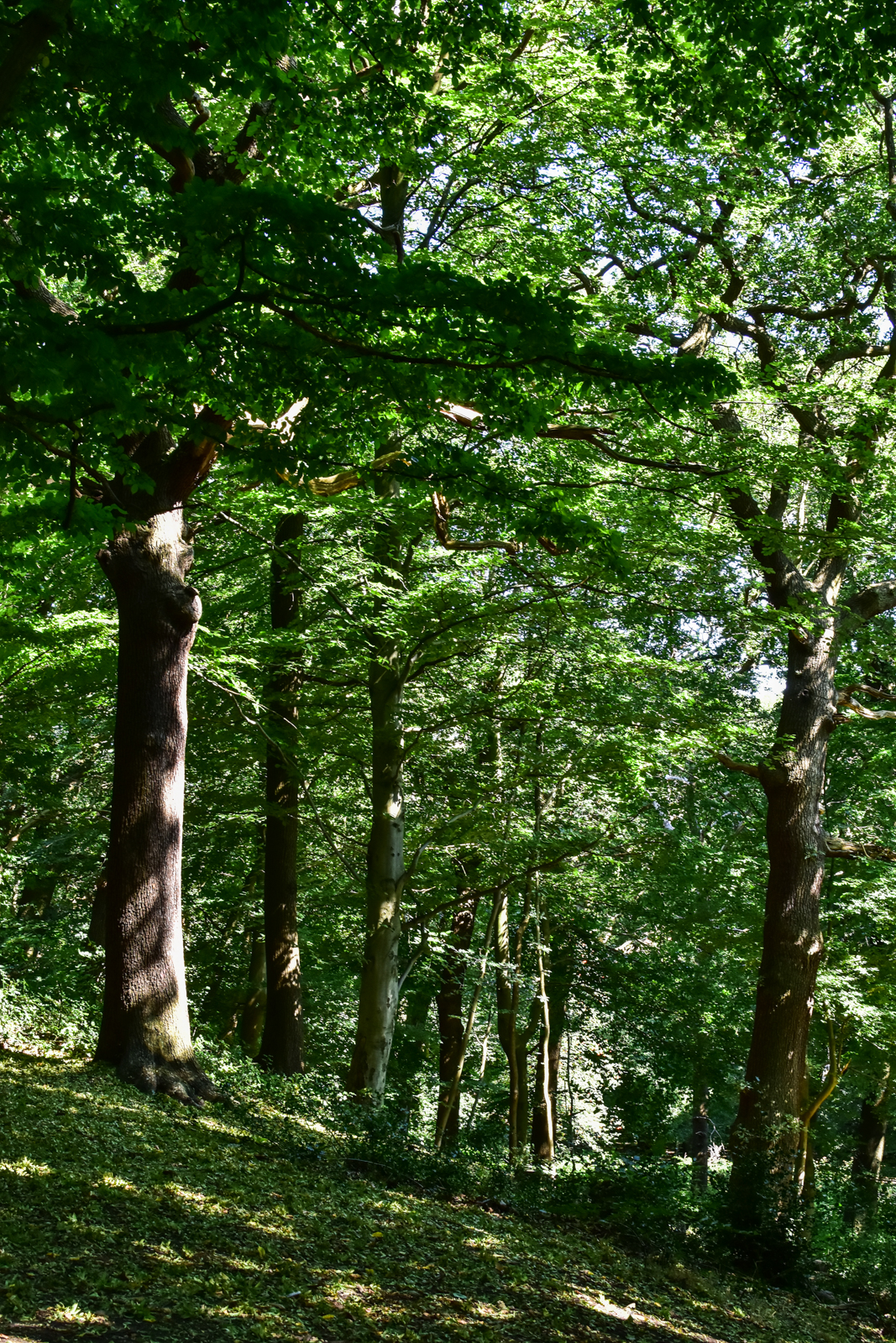 20160815_Haringey_Queens-Wood_the-slope