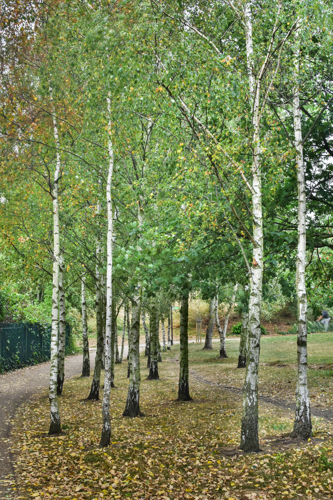 20160903_Haringey_FinsburyPark_trees-2