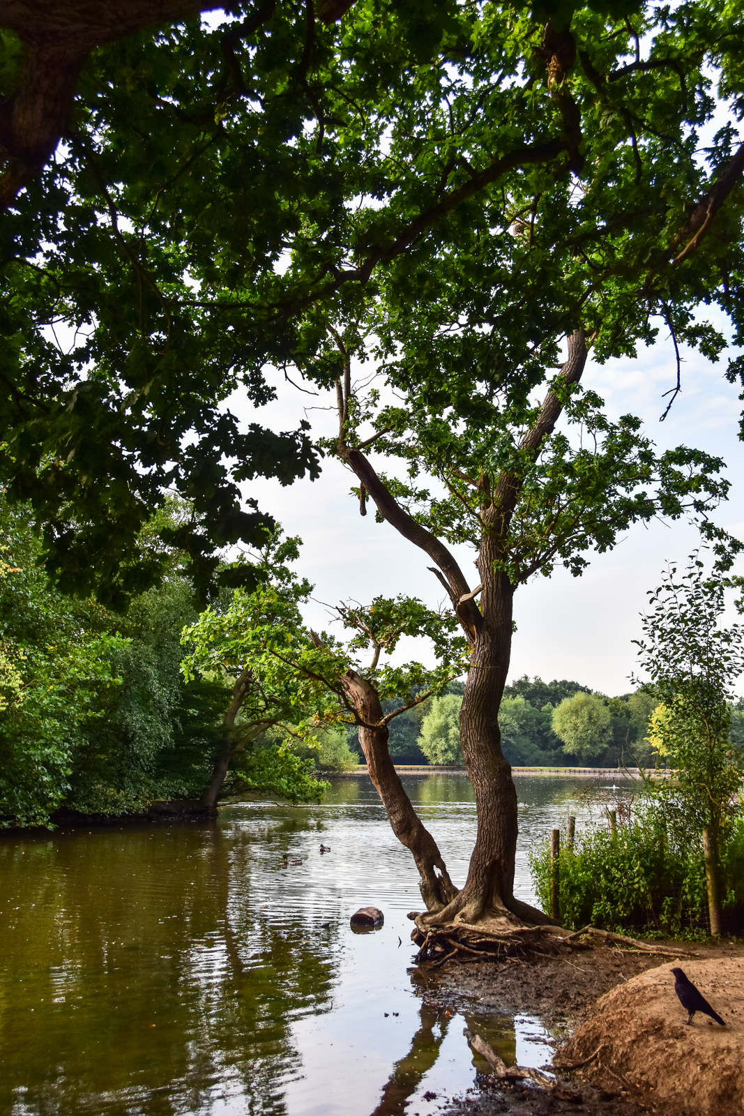 20160908_walthamforest_EppingForest_Connaughtwater-3