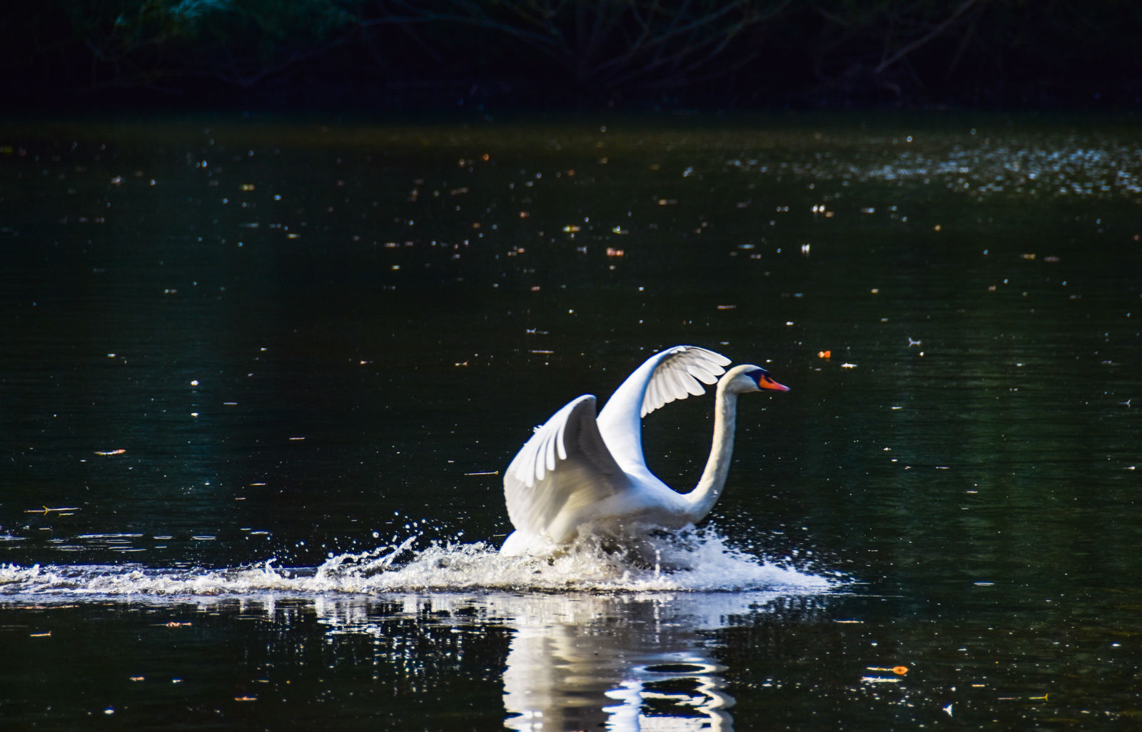 20160908_walthamforest_EppingForest_Connaughtwater