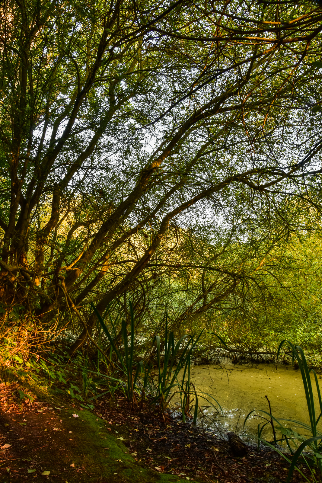 20160908_walthamforest_EppingForest_WarrenPond-2