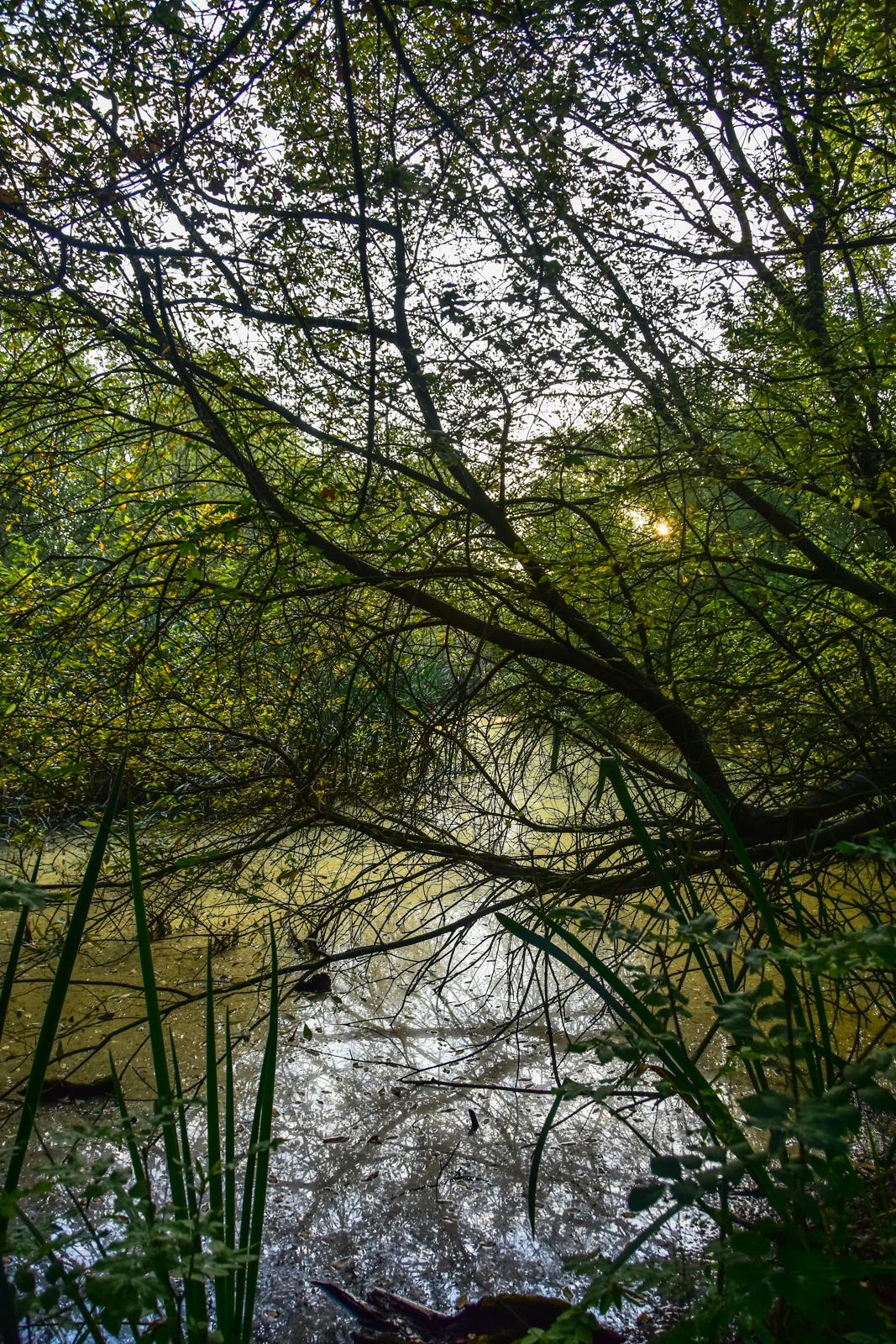 20160908_walthamforest_EppingForest_WarrenPond