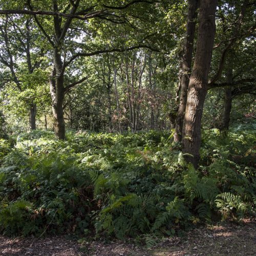 20160914_Merton_-Wimbledon-Common_Autumnal-lush-vegetation