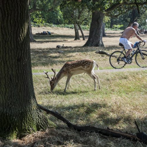 20160914_Richmond-upon-Thames_-Richmond-Park-_No-fear_DSC3062