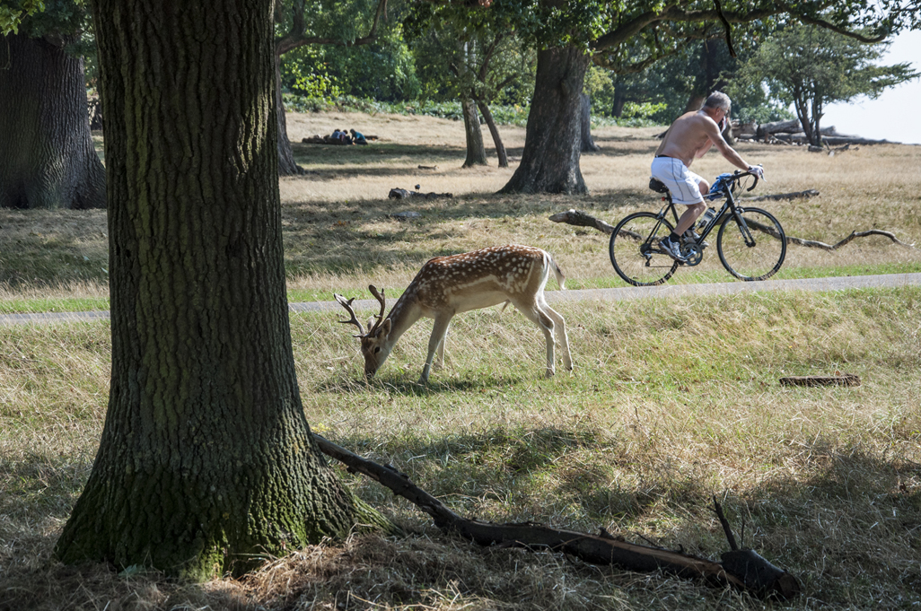 20160914_Richmond-upon-Thames_-Richmond-Park-_No-fear_DSC3062