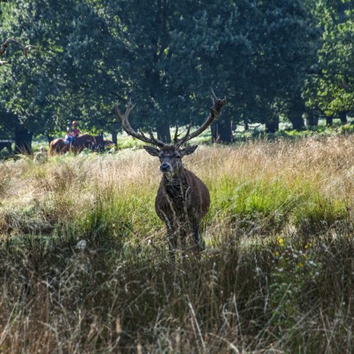 20160914_Richmond-upon-Thames_-Richmond-Park_Alert-stag