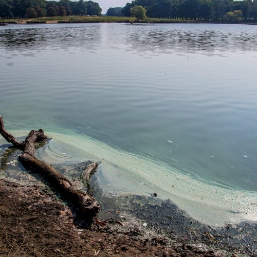 20160914_Richmond-upon-Thames_-Richmond-Park_Blue-green-algae