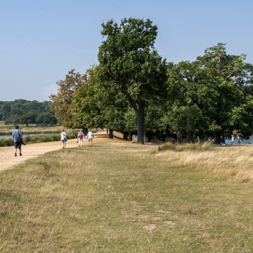 20160914_Richmond-upon-Thames_-Richmond-Park_Pen-Ponds