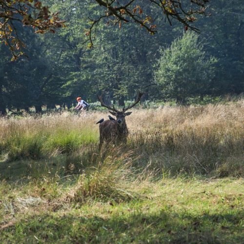 20160914_Richmond-upon-Thames_-Richmond-Park_Stag-with-friends