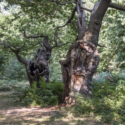 20160914_Richmond-upon-Thames_-Richmond-Park_Two-ancient-oak-trees