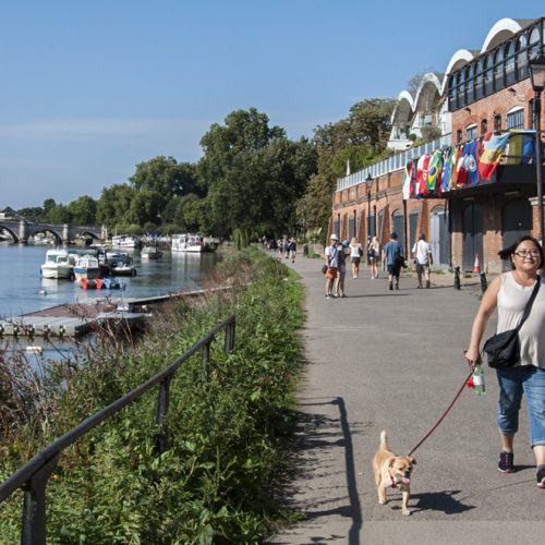 20160914_Richmond-upon-Thames_-Thames-Riverside_Dog-walker-near-Richmond-Bridge_DSC3203