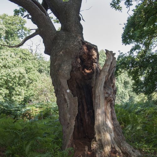 20160914_Richmond-upon-Thames_Richmond-Park_Old-oak-tree