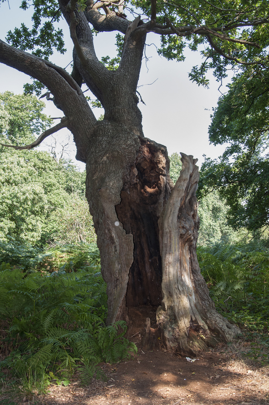 20160914_Richmond-upon-Thames_Richmond-Park_Old-oak-tree